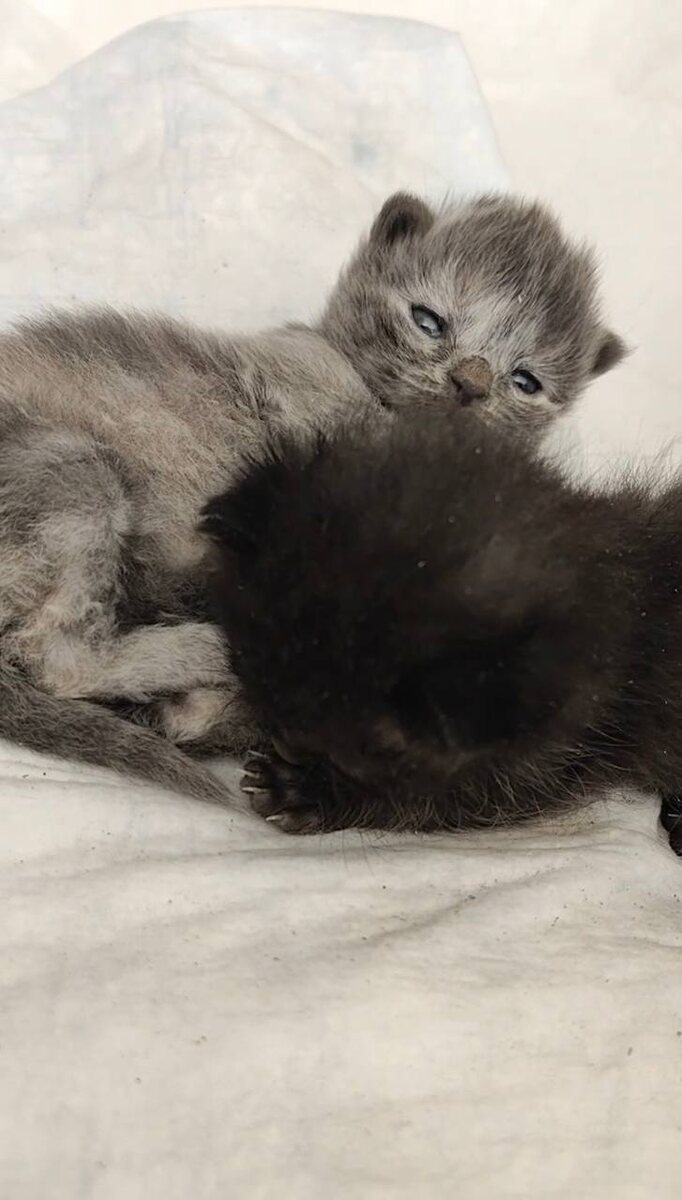 Милейшие малыши, как их можно было выкинуть, как ненужную вещь? Фото из архива автора