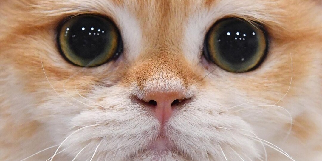 На сколько дней можно оставлять кошку одну дома? Мнение ветеринара