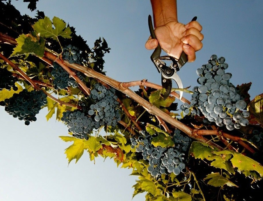 Оригинал: profibeer.ru