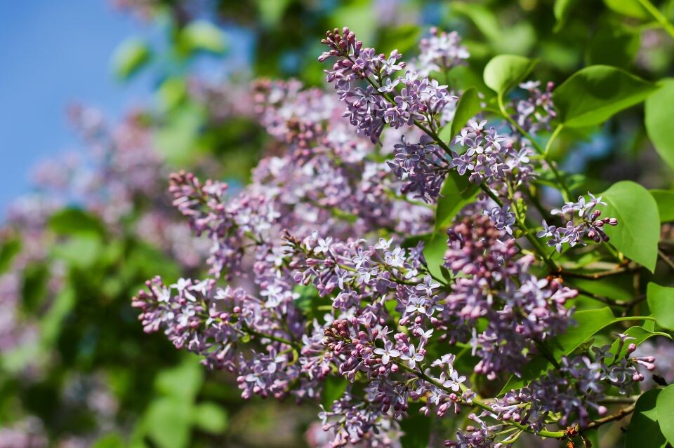    Барнаул. Весна. Погода. Сирень. Источник: Виталий Барабаш