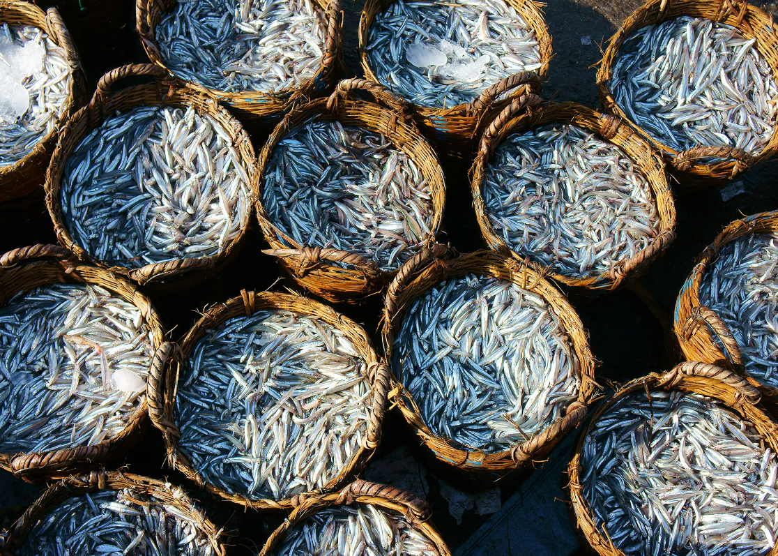 Скоро эта рыба подвергнется процессу ферментации и получится рыбный соус