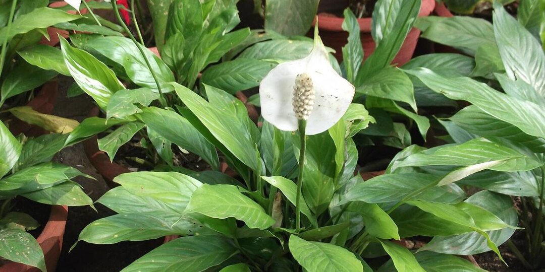 Какое удобрение использовать, чтобы спатифиллум красиво цвёл