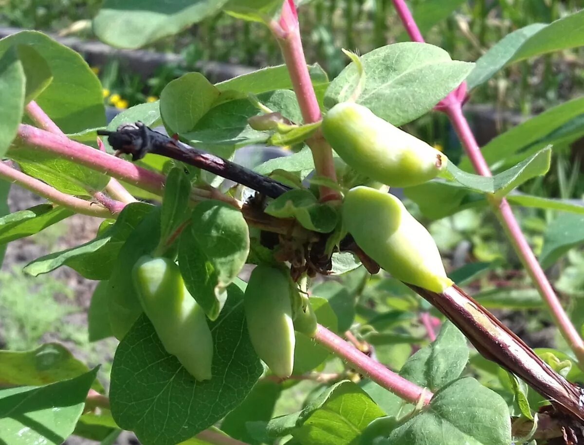 Жимолость завязала ягоды.