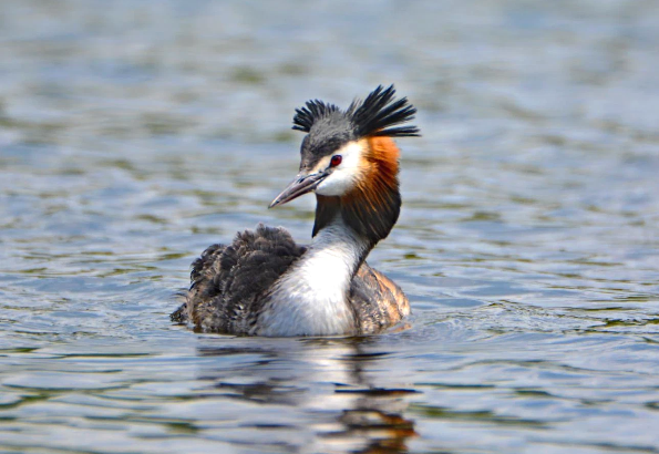 Из личного фотоархива. Автор- Митюшина Разифа. Источник изображения :  id201093334