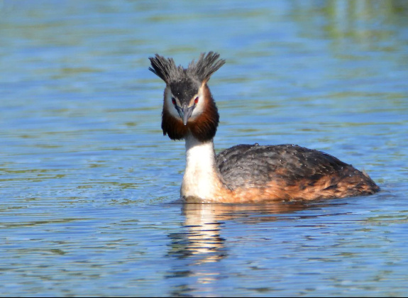 Красавец..готов к ухаживаниям...Из личного фотоархива. Автор- Митюшина Разифа. Источник изображения :  id201093334