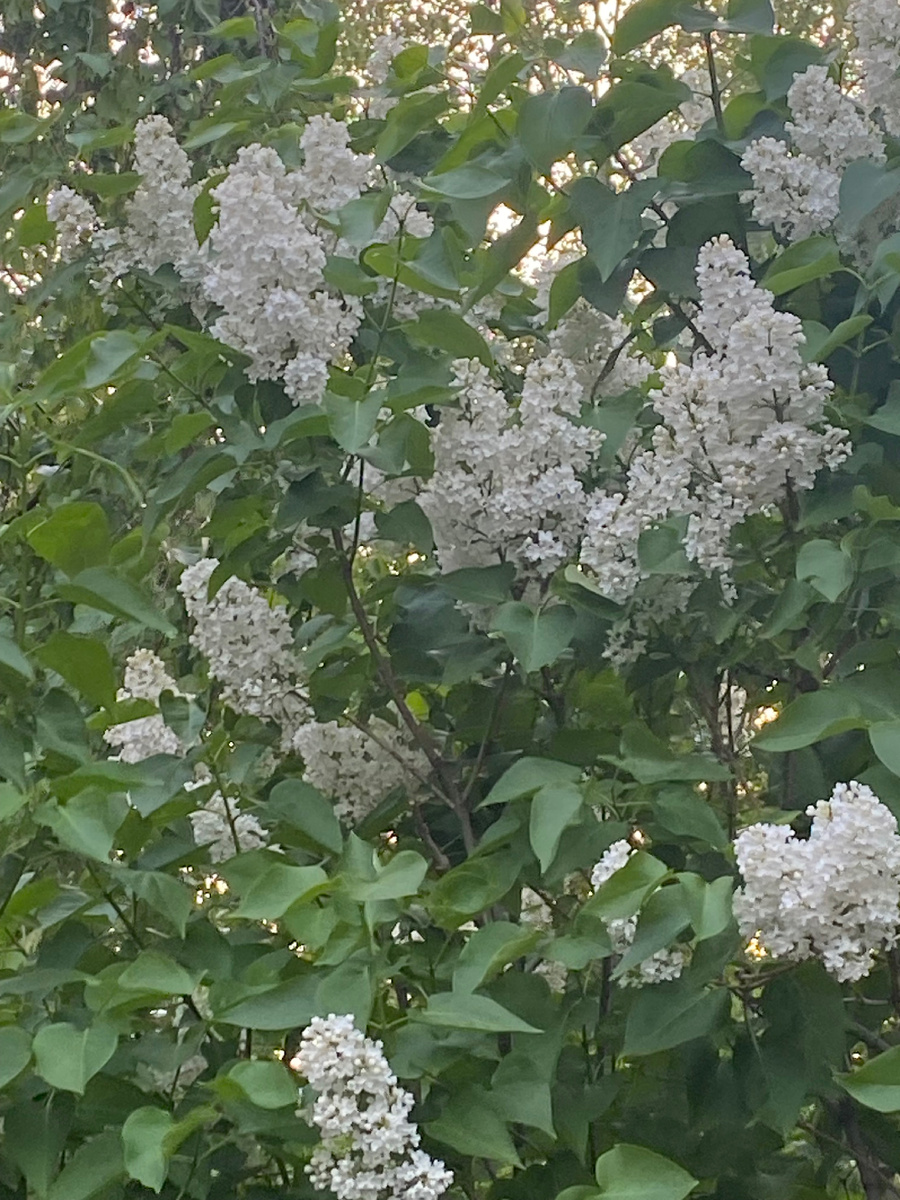 Белая сирень, такая же росла когда то у нас во дворе.