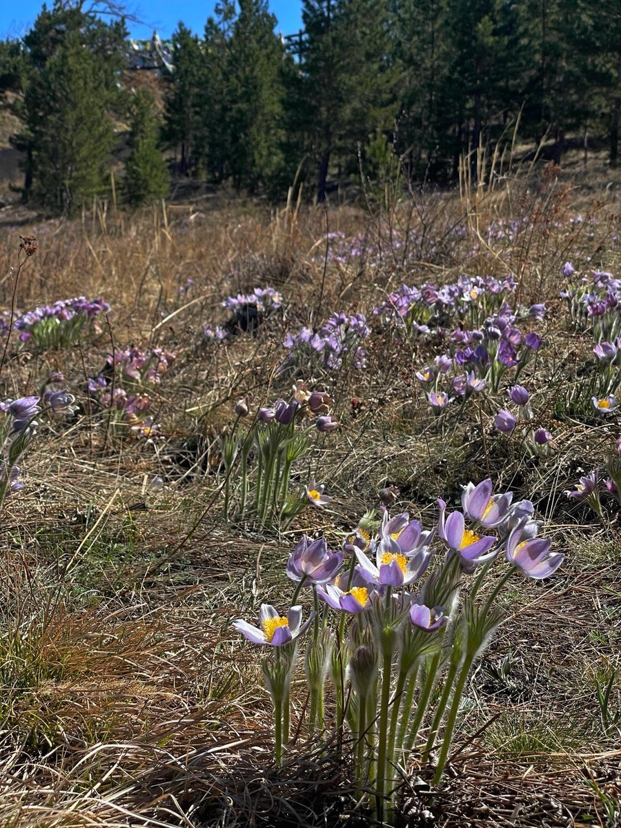 Листайте галерею, чтобы увидеть другие фото с первоцветами. 
