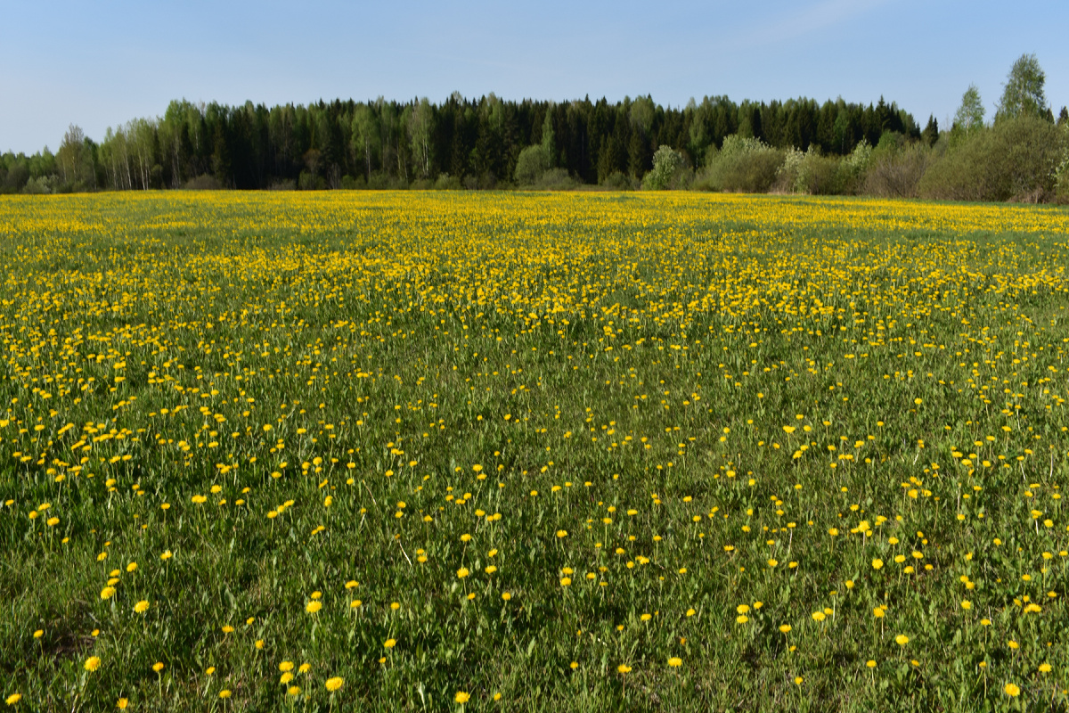 Одуванчики цветут. Фото Доктора Д