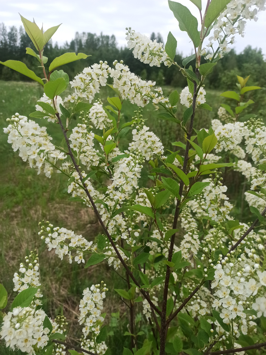 Черемуха. Фото Доктора Д