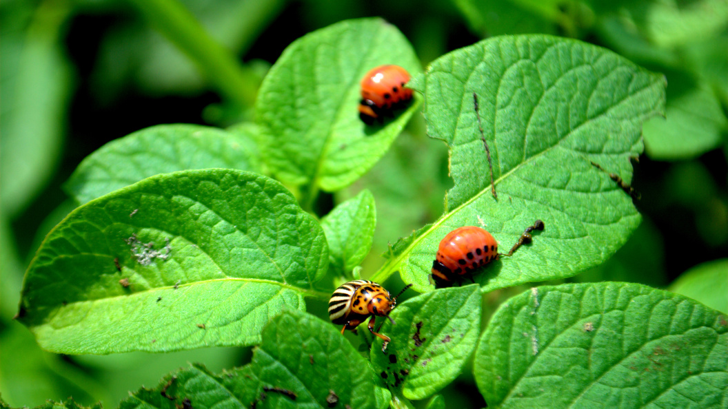    Фото: Царьград