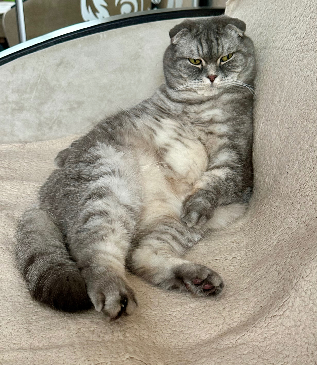 Кот на диване.