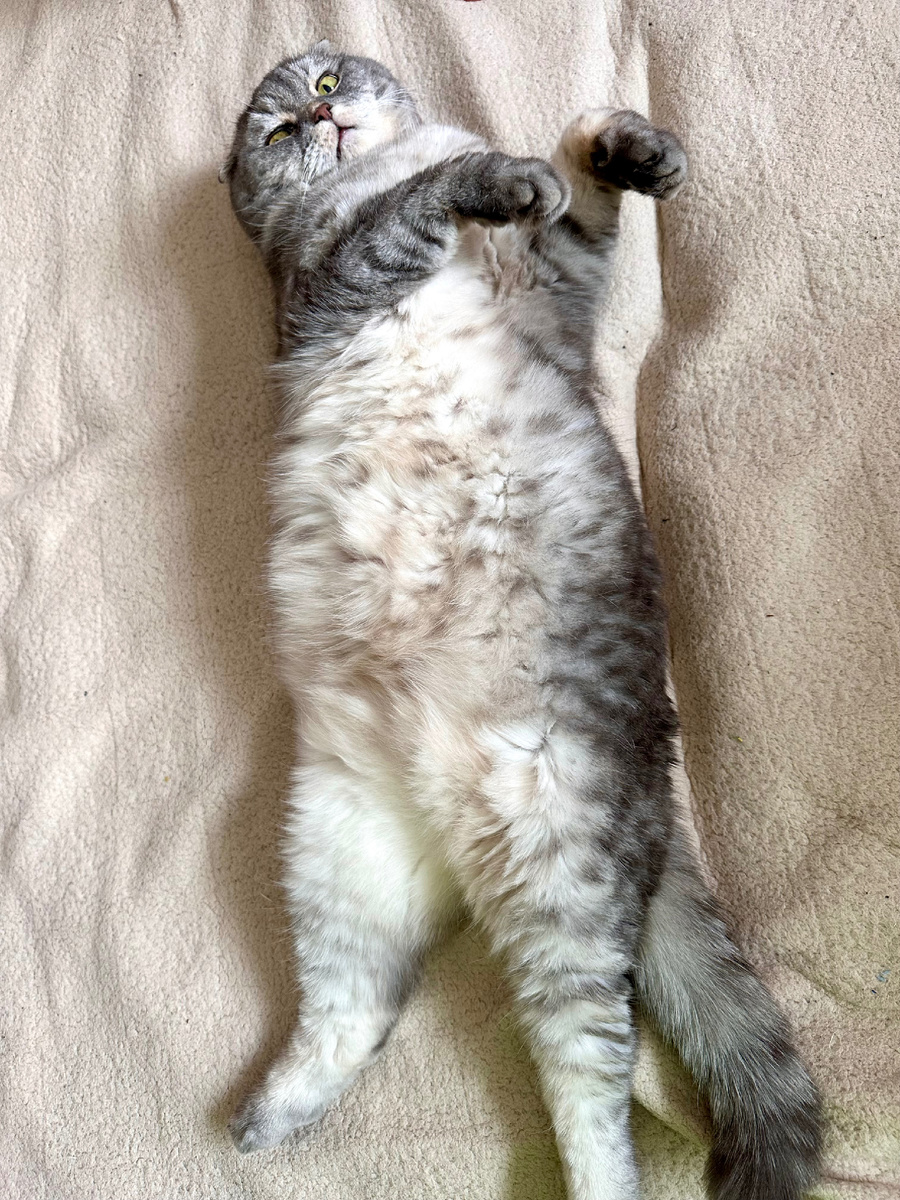 Кот занимается йогой.