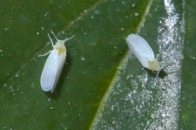    Что поможет, если завелась белокрылка в теплице еще в прошлом сезоне?