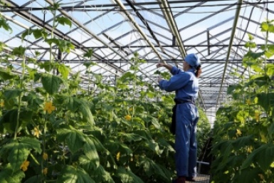 Майская хитрость дачника: как пластиковые бутылки и черные пакеты спасают рассаду?  📷
