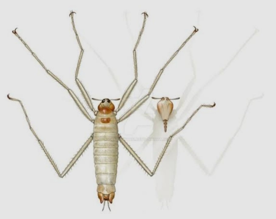 Заврофтирус.