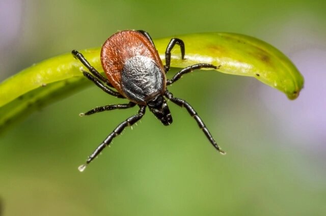    В июле клещей станет меньше Фото: ru.freepik.com