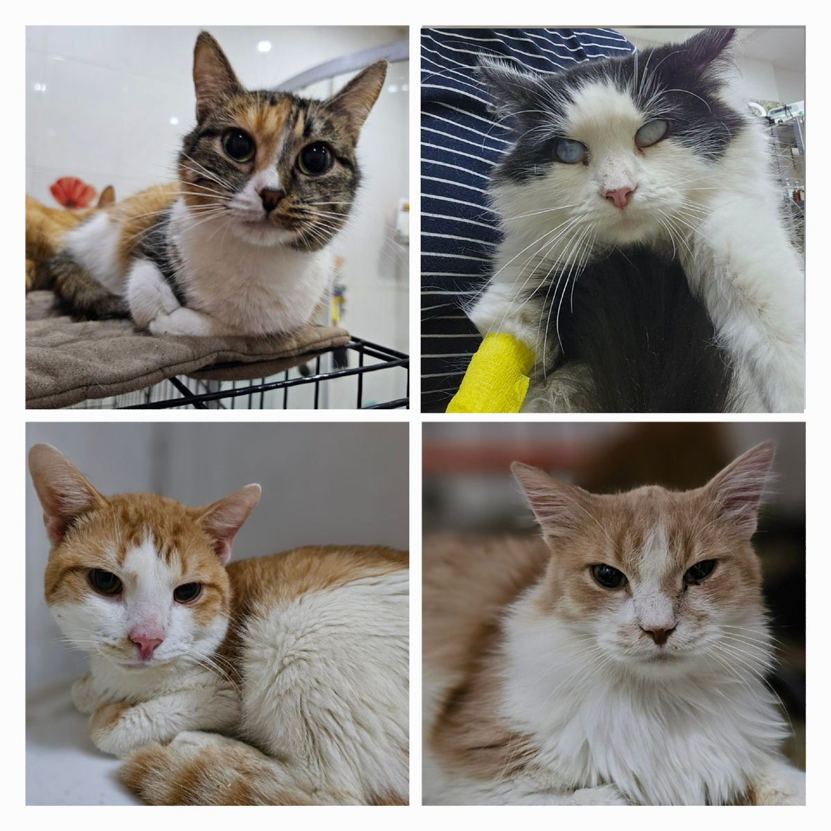 Фото автора. Эти хвостики заболели фип.