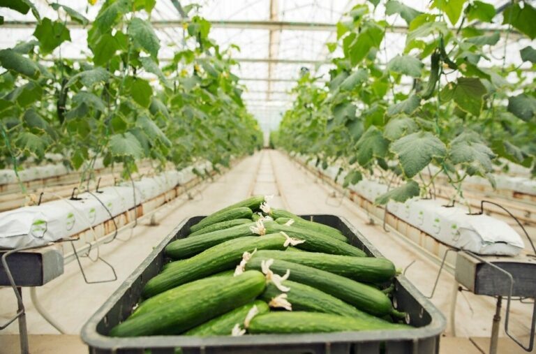    Фото: freepik.com/azerbaijan-stockers Анфиса Слепцова