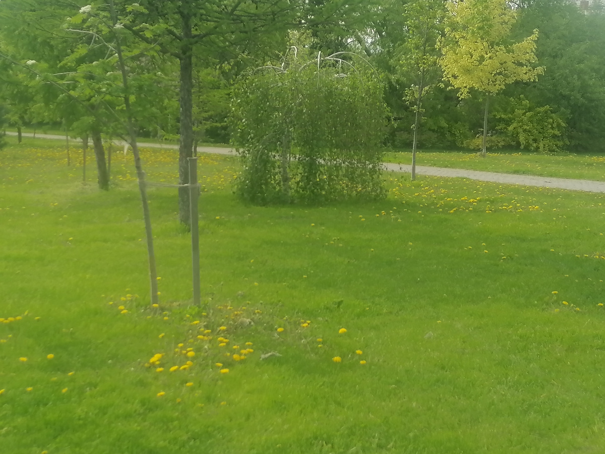 Интересные березки растут в парке🤔. Я думала сначала, что их так сформировали, но, скорее всего, это такой сорт.