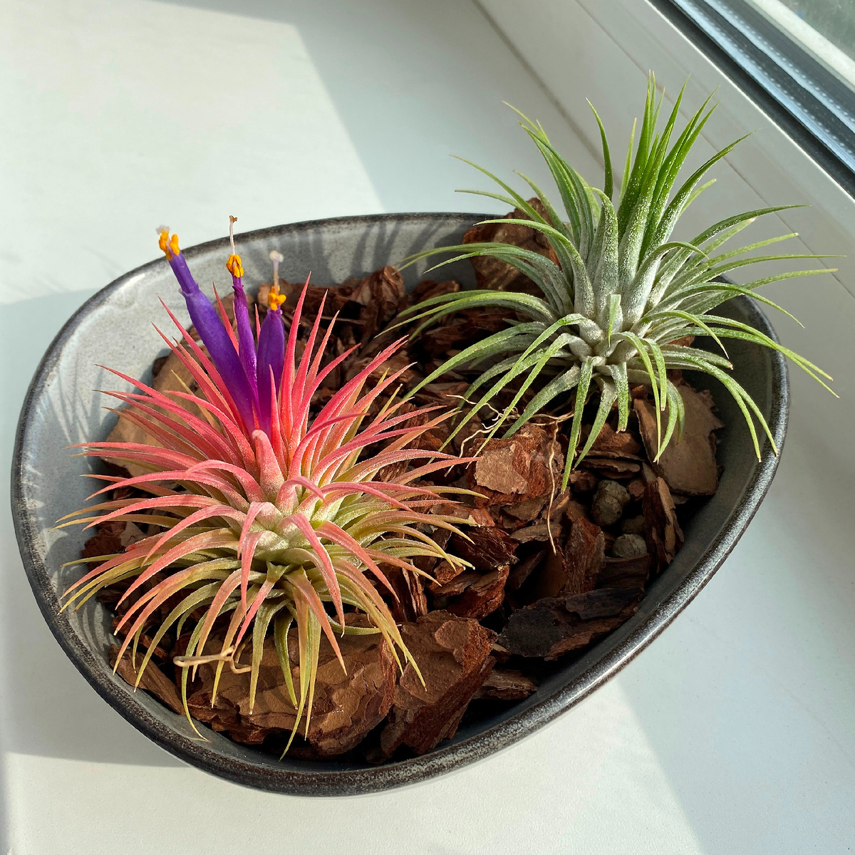 Мои тилландсии: 17.05.2025