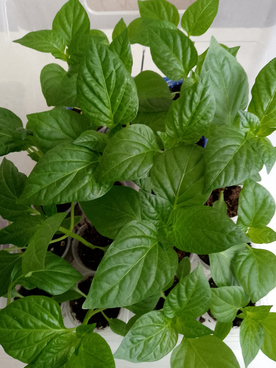 Перцы в 100 мл стаканах, до перевалки