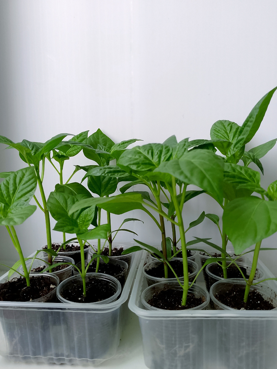 Перцы ждут переезда в просторную ёмкость