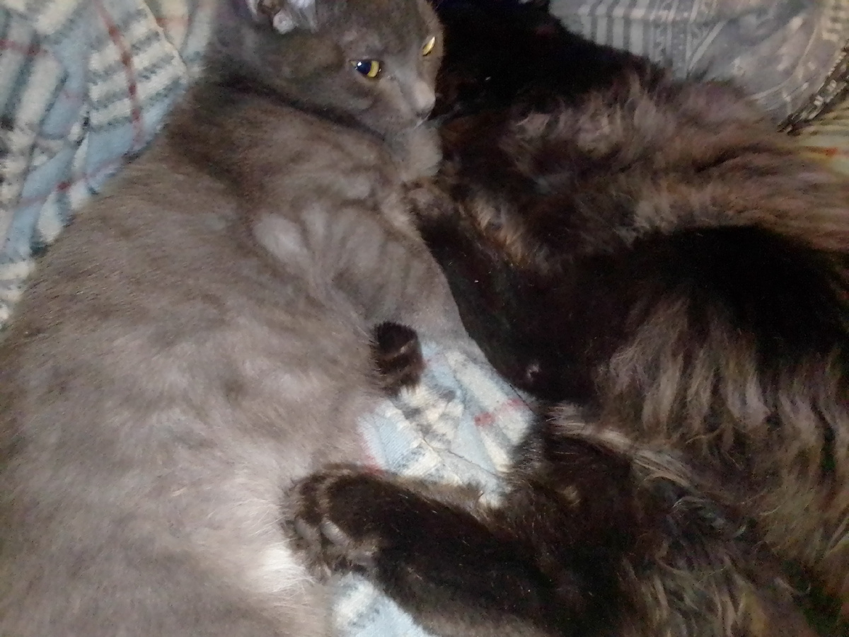 В обнимку отдыхают.