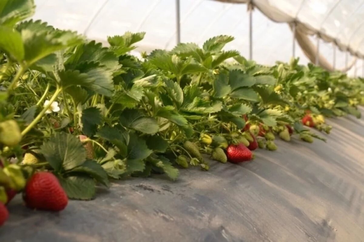    Красная — и безопасная?