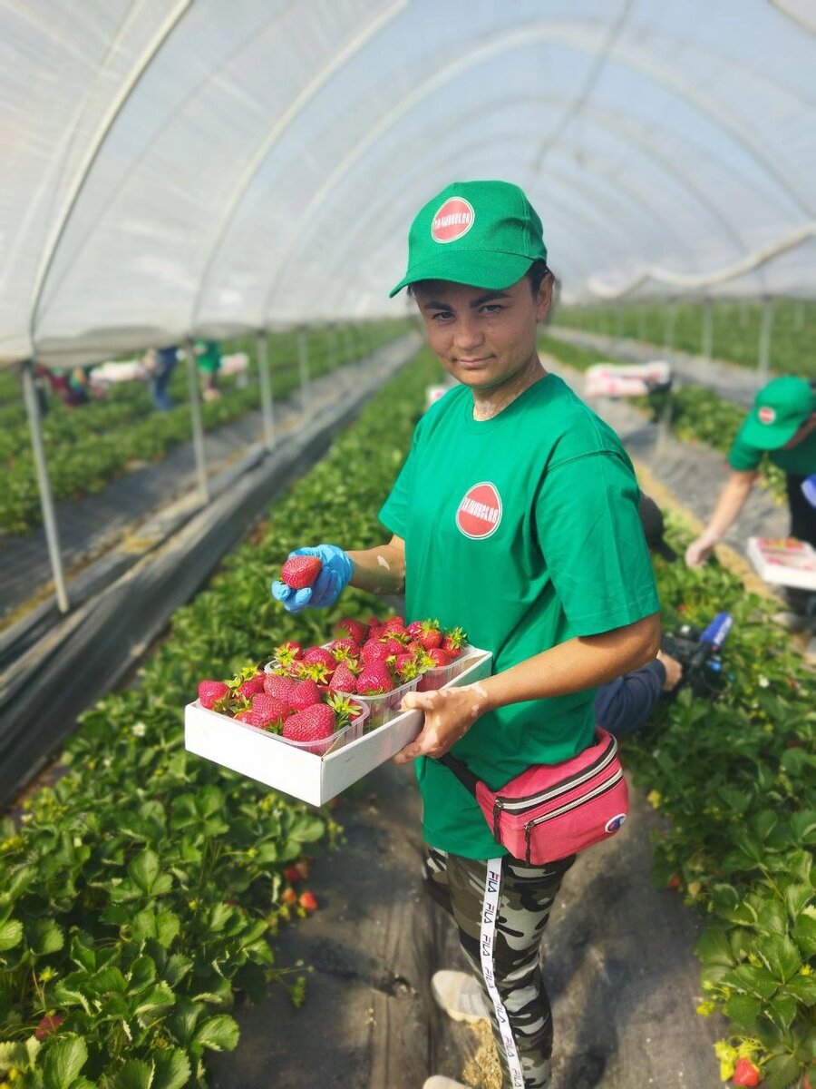    Сбор тепличной клубники в Крыму. Фото Натальи Дремовой.