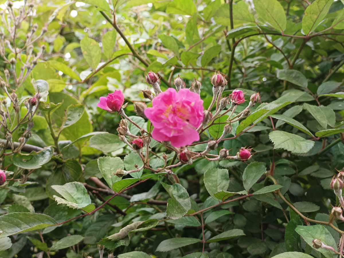 Адлер, микрорайон Весёлое, ул. Мира