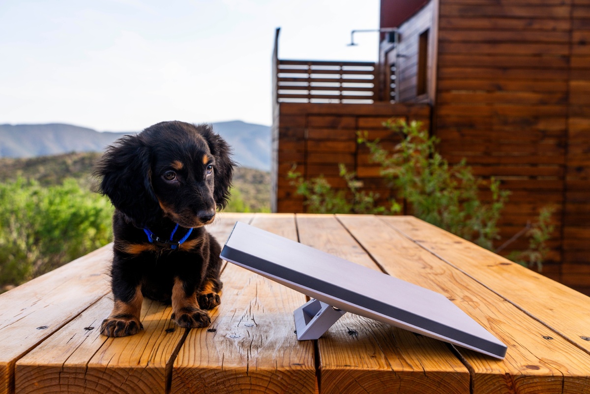 Фото Starlink  📷
