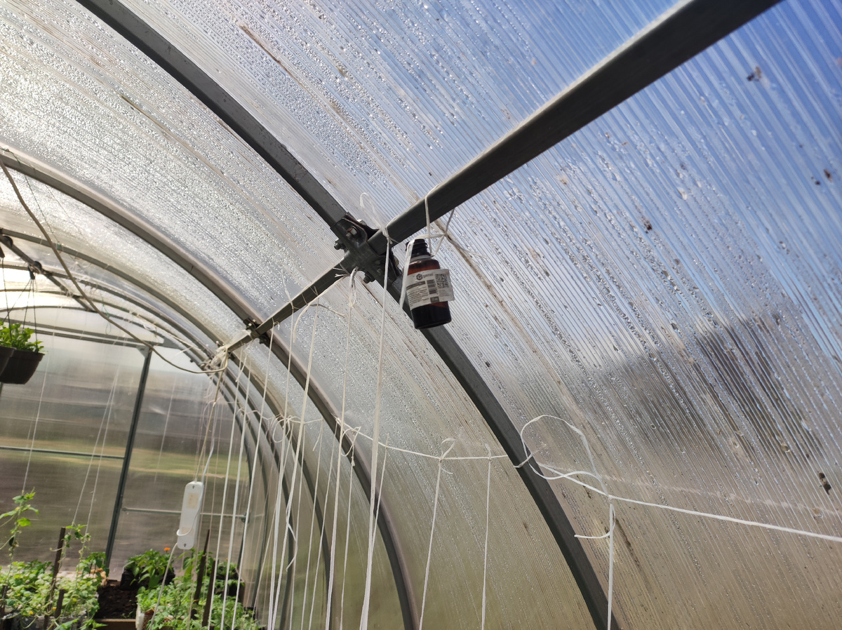 Для чего я вешаю бутылочки с йодом в теплице.