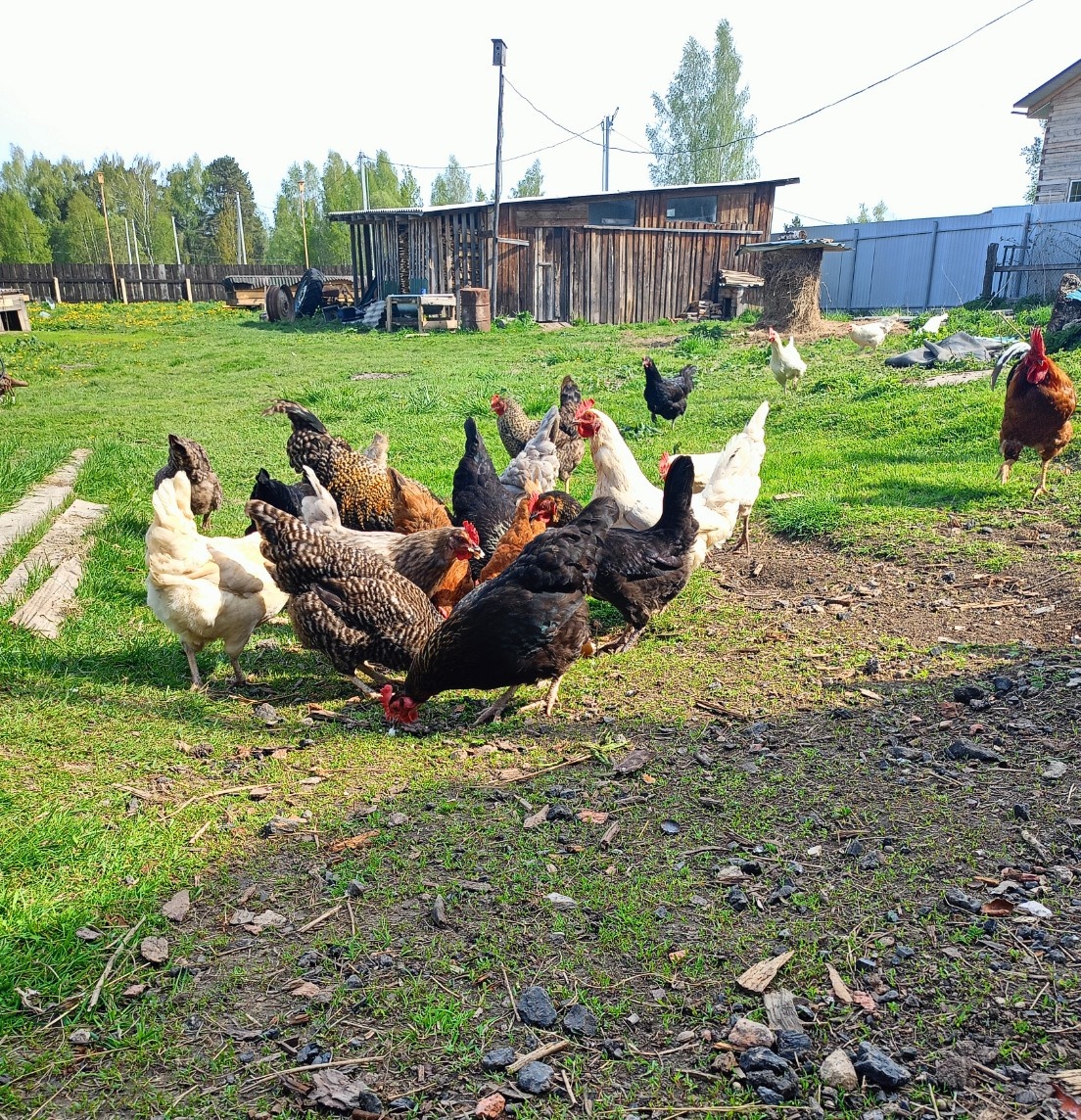 Еда повсюду... Картинка автора