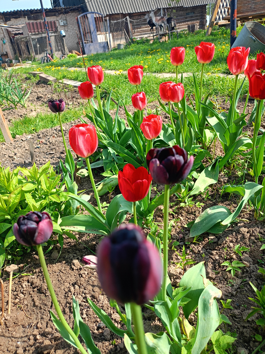 Тюльпаны.. Последние в этом году.. 