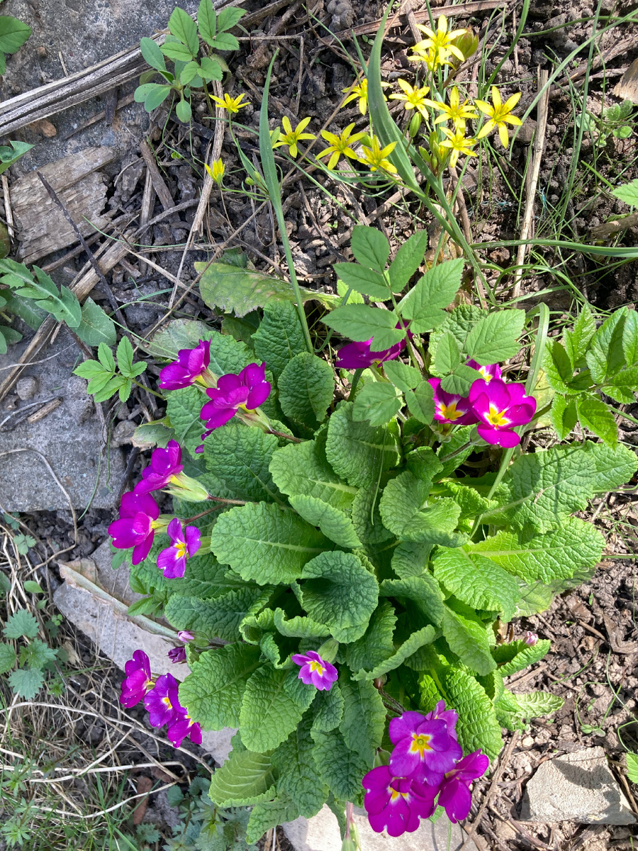Вот, с гусиным луком перемигивается