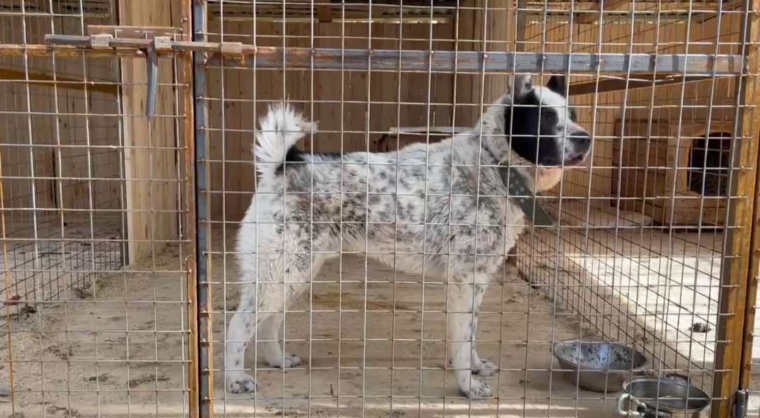 красавец Миша