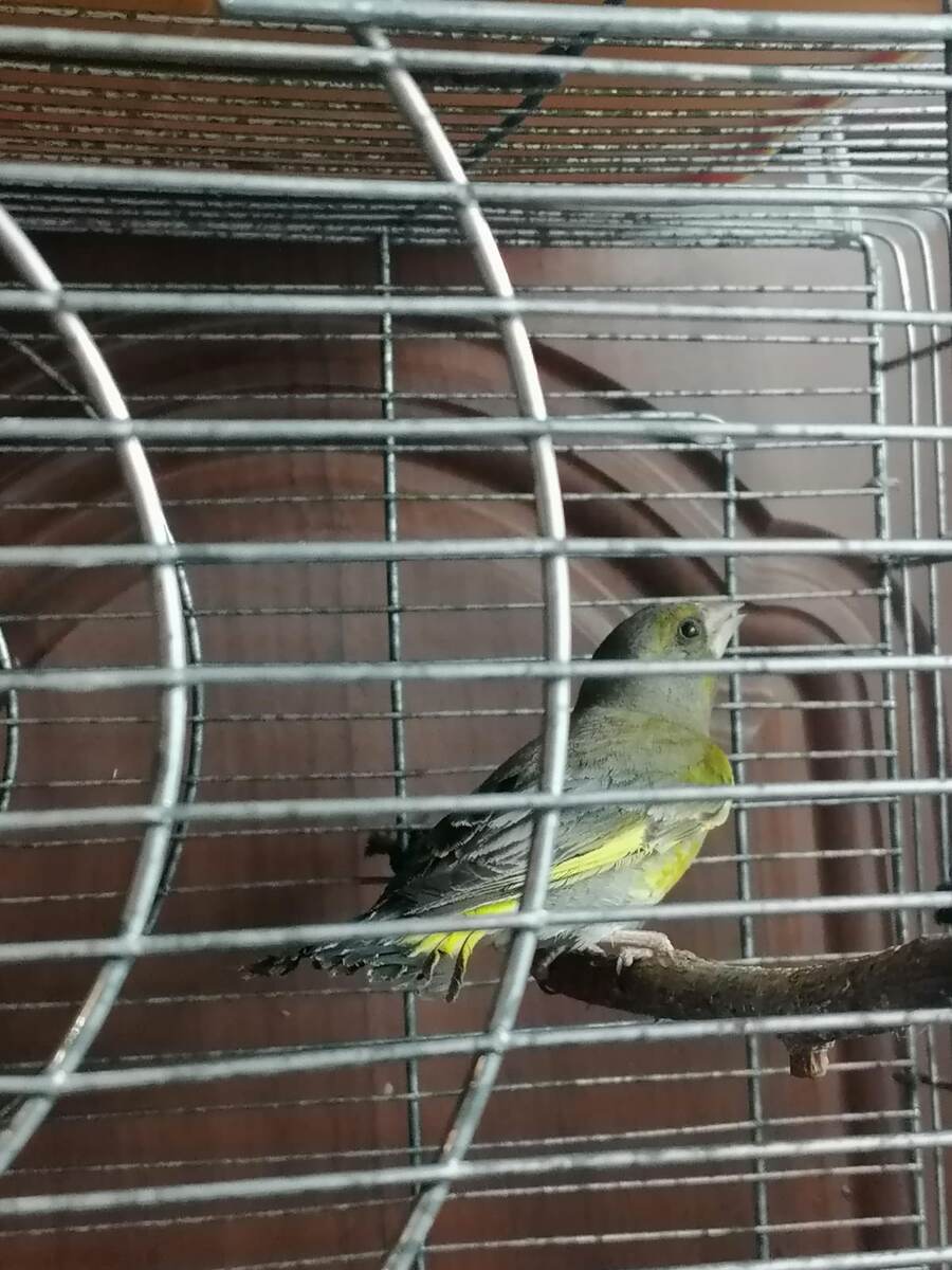 Вот он. Листайте дальше, чтобы увидеть, в какой большой клетке живёт. Фото автора 