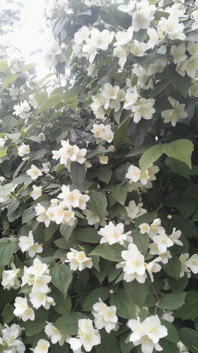 Жасмин, но не наш. 