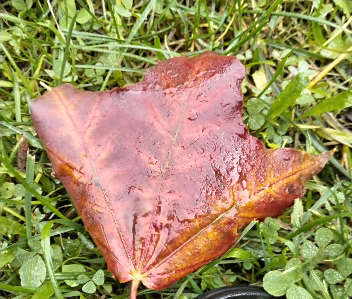 ГРУСТНЫЙ ЦВЕТОК ДОЖДЯ, из личных фото автора Лидии Шатиловой