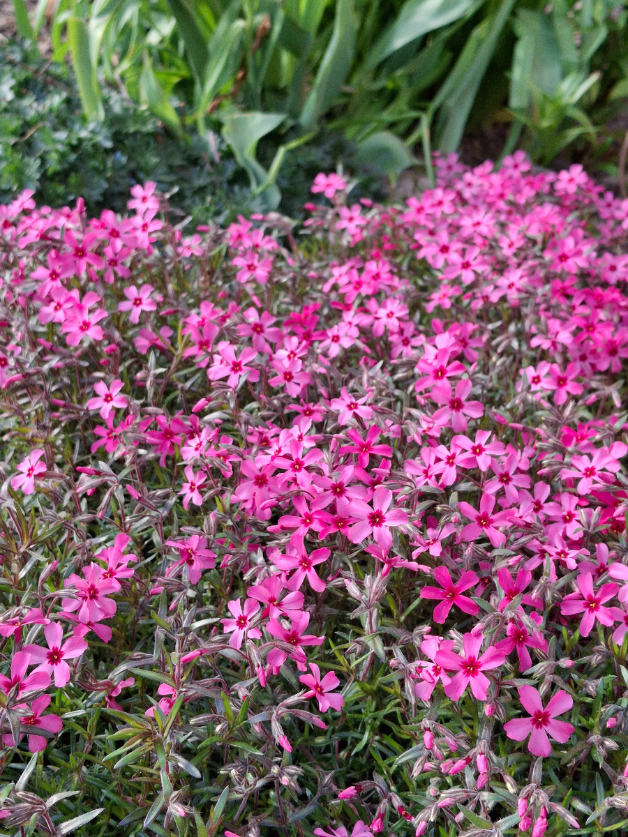 Флокс шиловидный