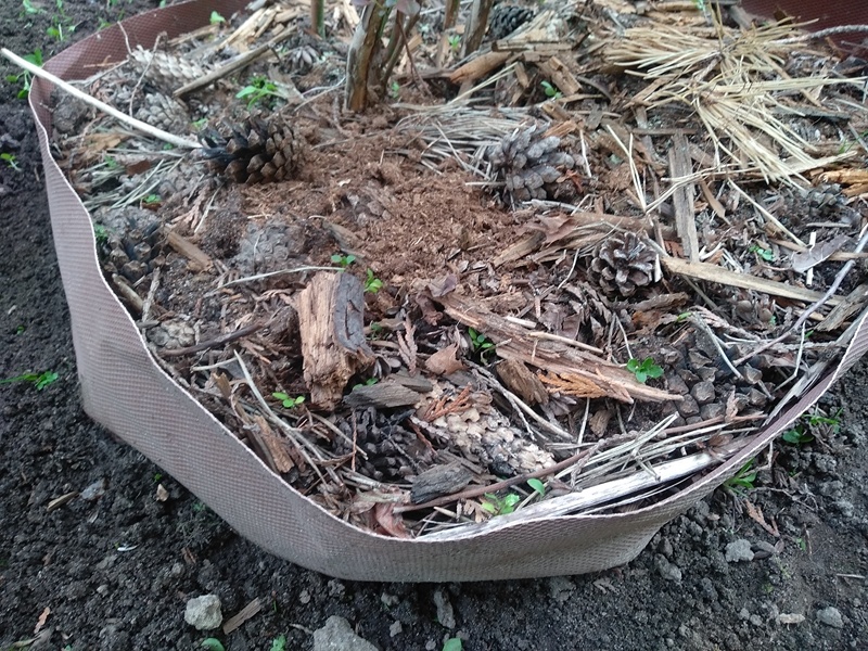 Как выглядит мульчирующий слой у куста голубики