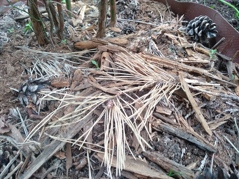 Новая мульча поверх старой