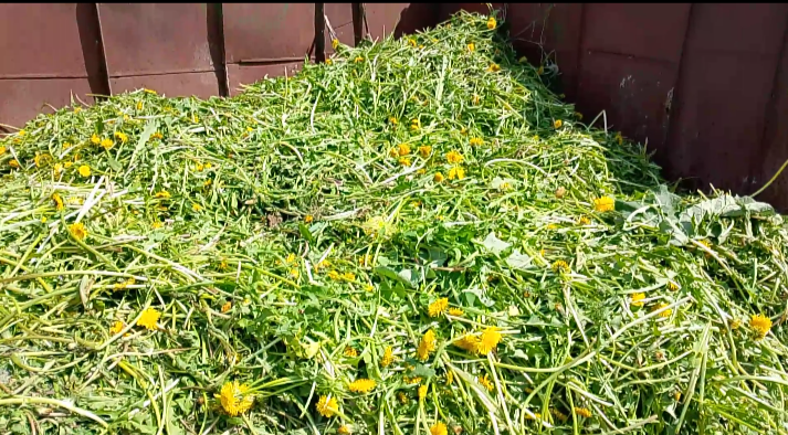 Свежая скошенная трава