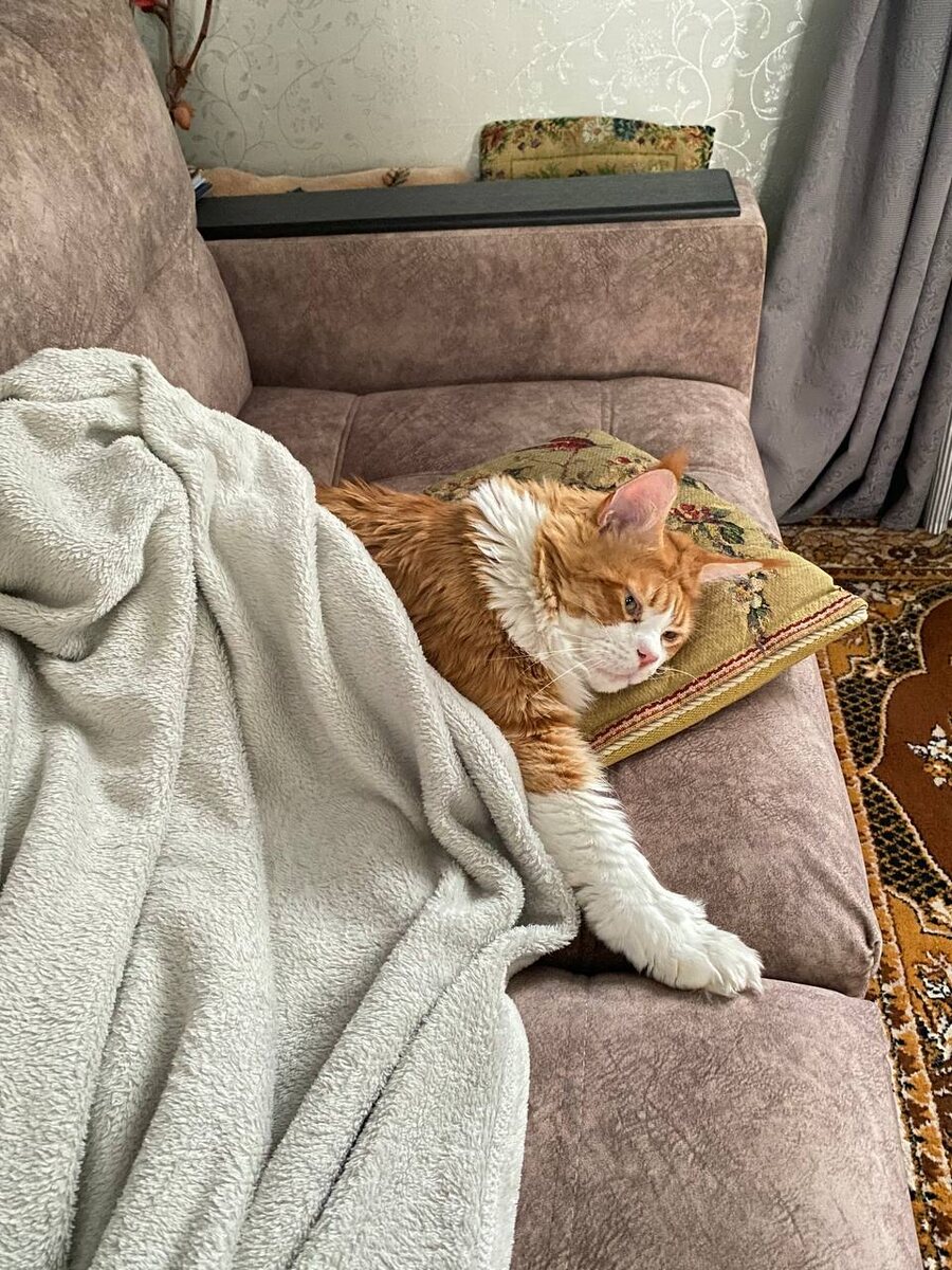 Фотография автора. Чарли задумался. Блогерам тоже есть о чем задуматься с 01 мая 2025 года