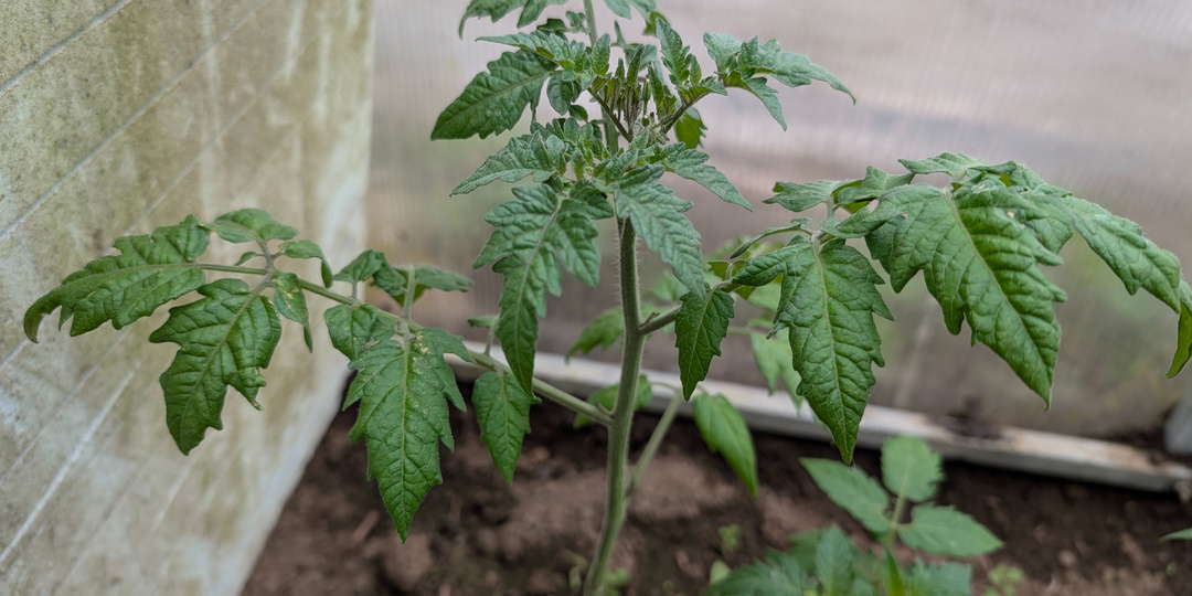 Посадила томаты — а они посинели. Паника? Нет. Вот что это было на самом деле