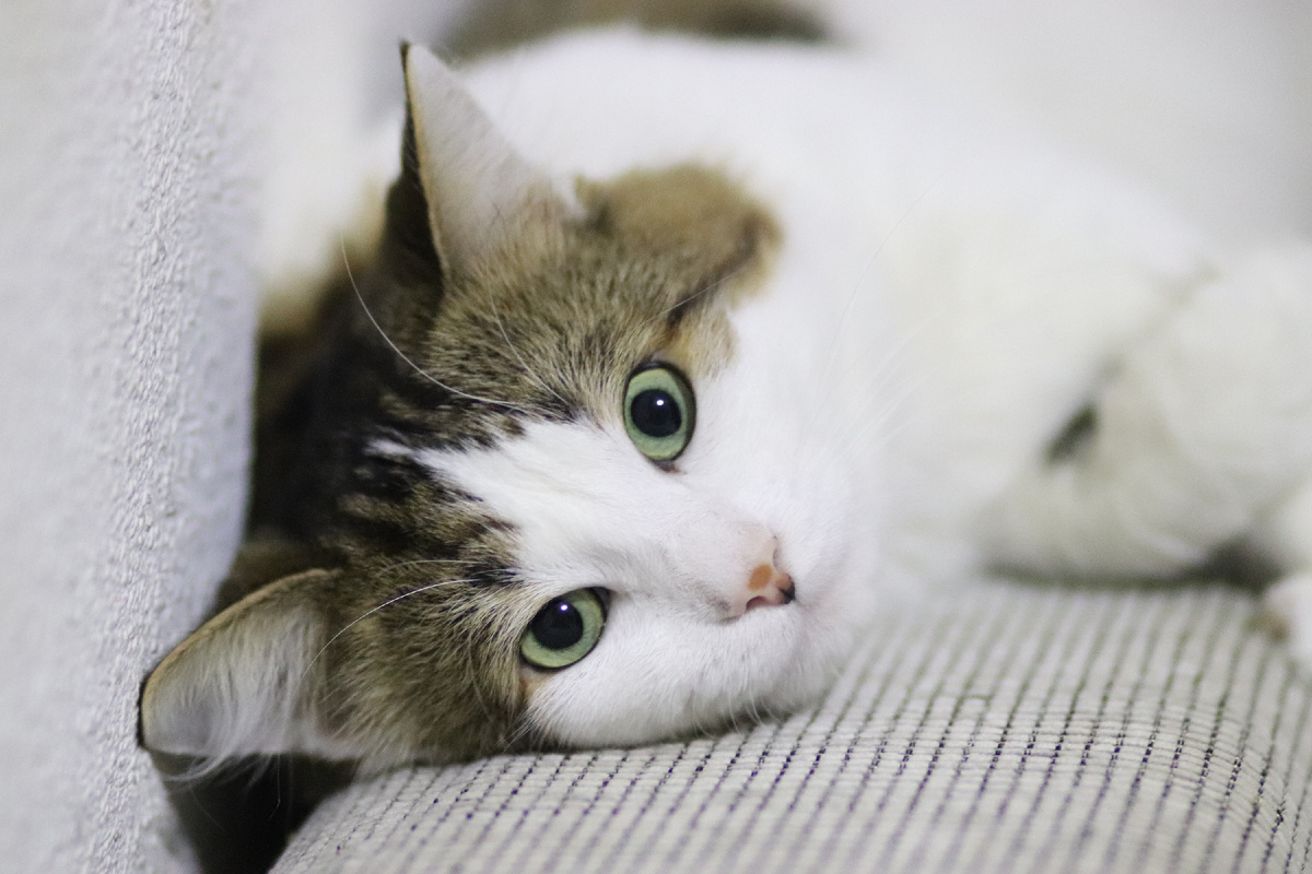 Мой кот на работе...