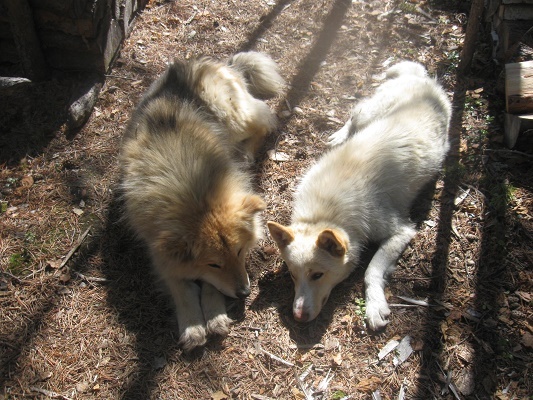 Фотографии Татьяны Немшановой. Май в тайге. Лайки севера России Дружок и Вайта. Вайта- молодой пёс, обучается таежным наукам у Дружка. На весновке,на весеннем солнышке. Западная Сибирь, Приполярный Урал, Зауралье, Тайга Крайнего Севера ХМАО Югра.
