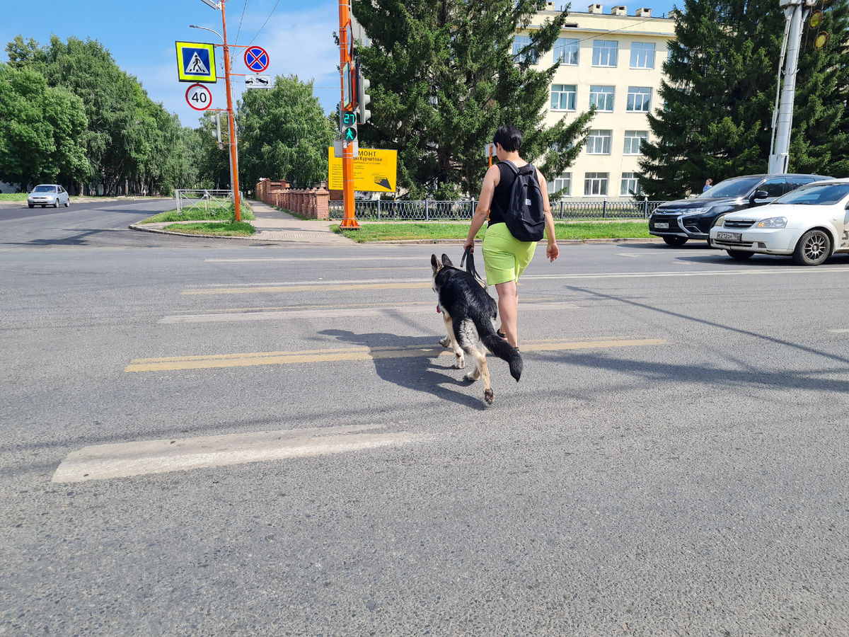 Социализация собак: Путь к гармоничному сосуществованию