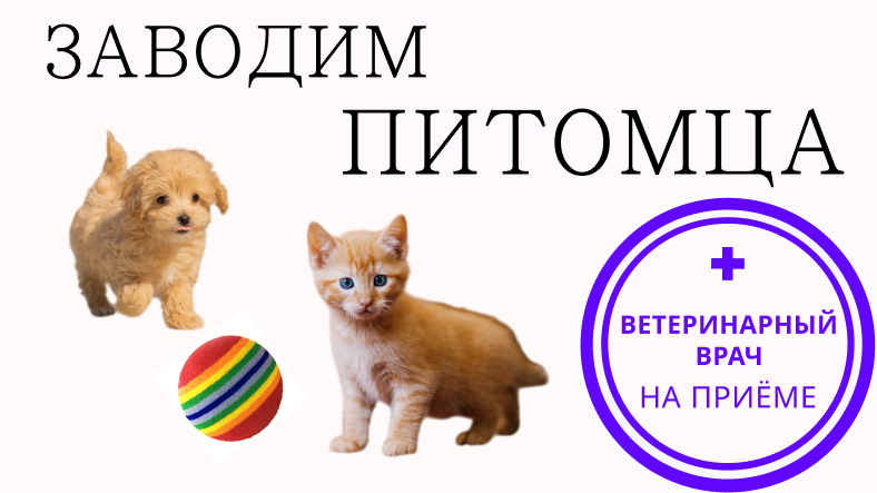 Что делать перед тем, как завести котёнка или щенка