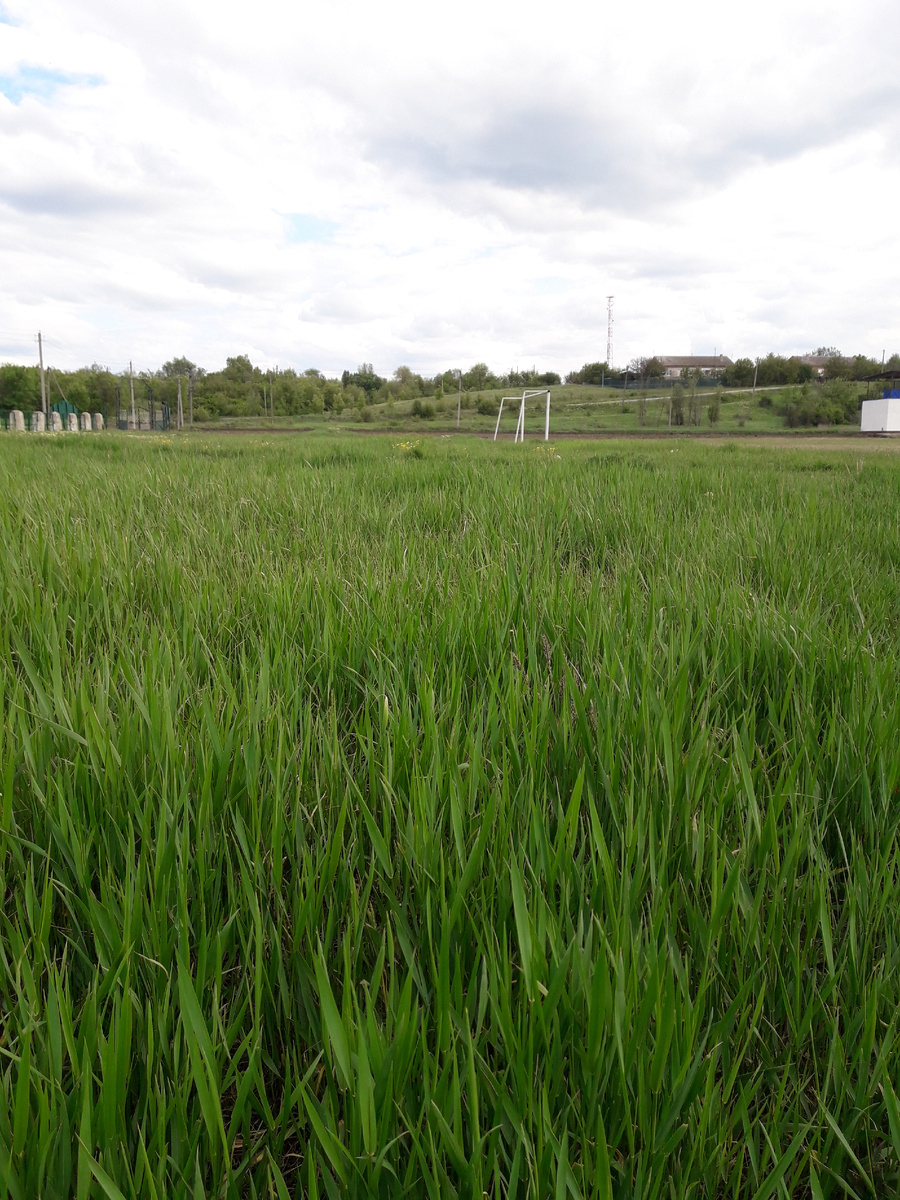 ...на стадионе, где колосится трава в колено...